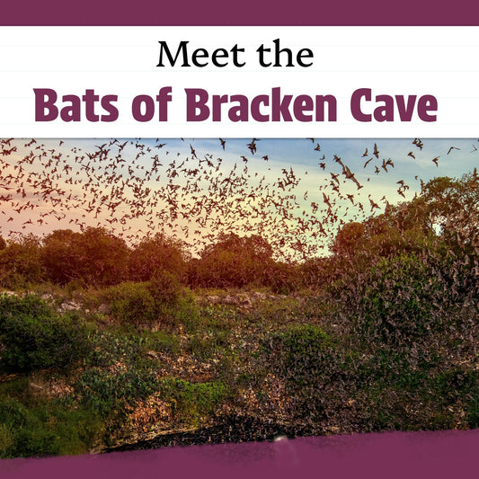 Meet the Bats of Bracken Cave