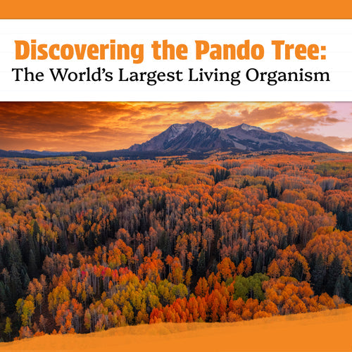 Discovering the Pando Tree: The World's Largest Living Organism