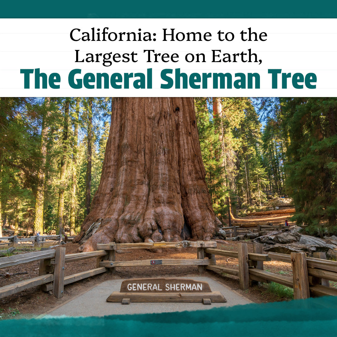 California: Home to the Largest Tree on Earth, the General Sherman Tree